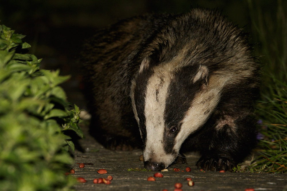 0705150405150667.jpg - Badger in garden (male #1)