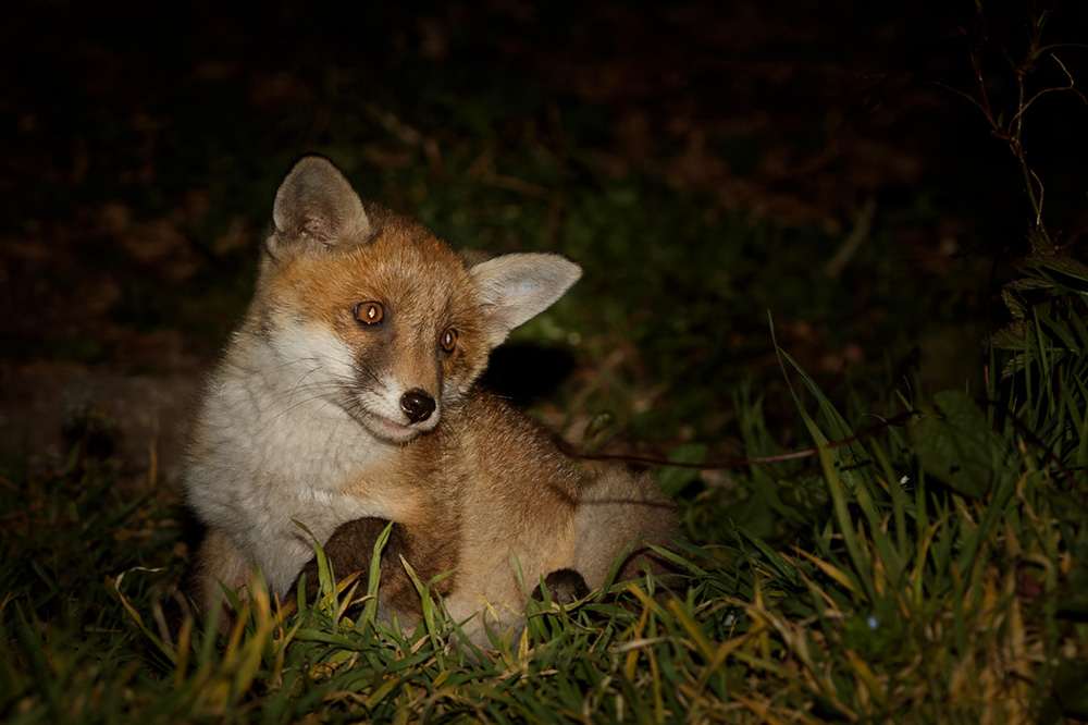 0705190705194541.jpg - Male fox cub