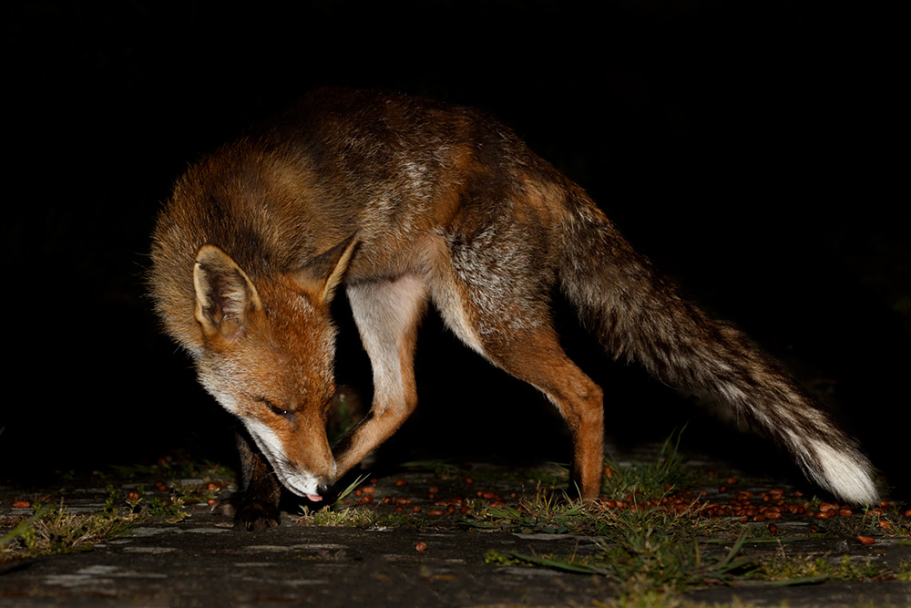 0705200705208153.jpg - Wolfy the vixen