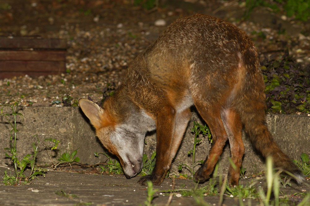 0706140506142766.jpg - Fox in garden