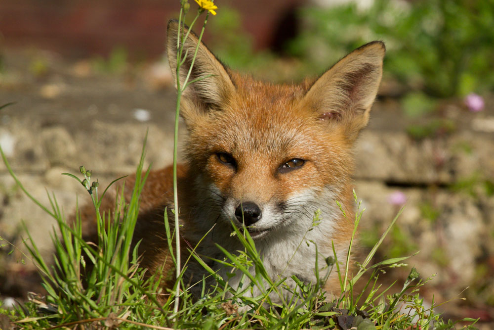 0707130607139004.jpg - Fox cub lying down in untidy garden by weed
