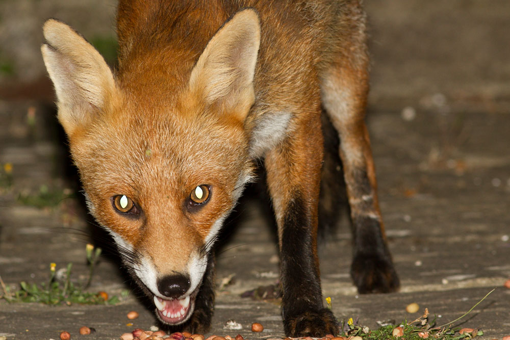 0707140307148839.jpg - Fox with nicked ear in garden