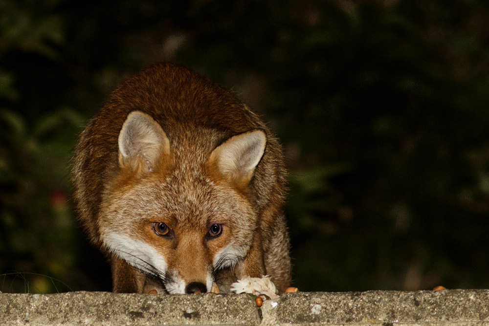 0707160607162445.jpg - Fox at rear of garden