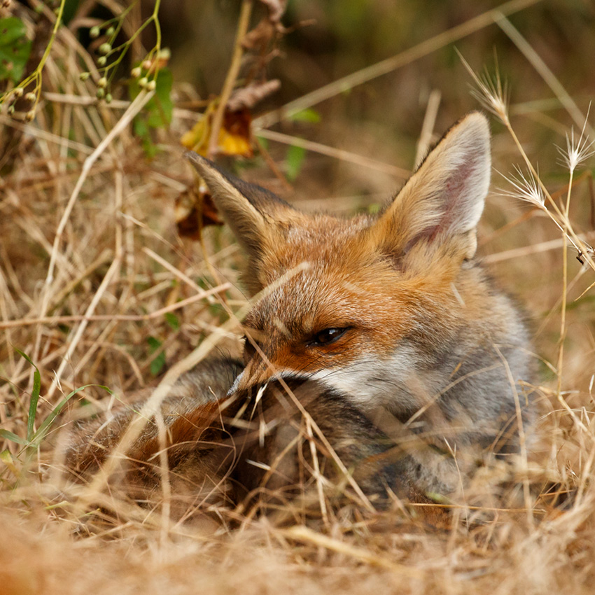 0707180507183562.jpg - Wolfie, young male fox at 4 months old
