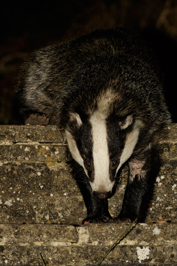 0708153007150695.jpg - Badger in garden