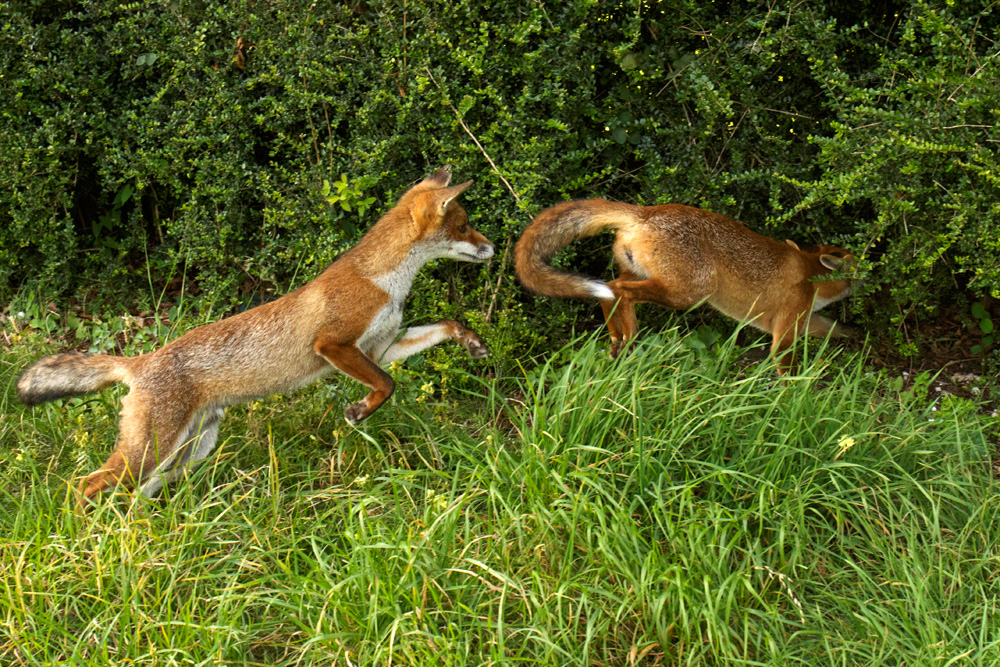 0708170708177722.jpg - Fox cubs playing chase