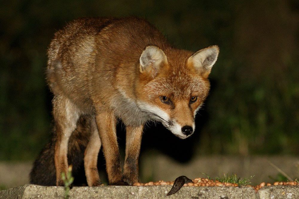 0709160709162665.jpg - Fox in garden