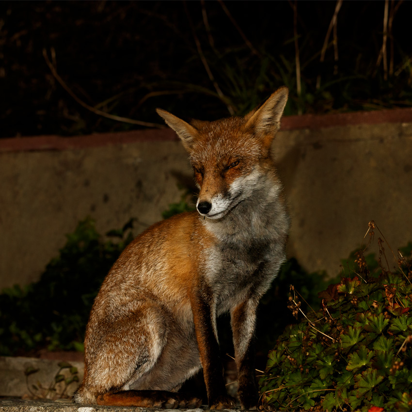 0709190809198299.jpg - Wolfy at night