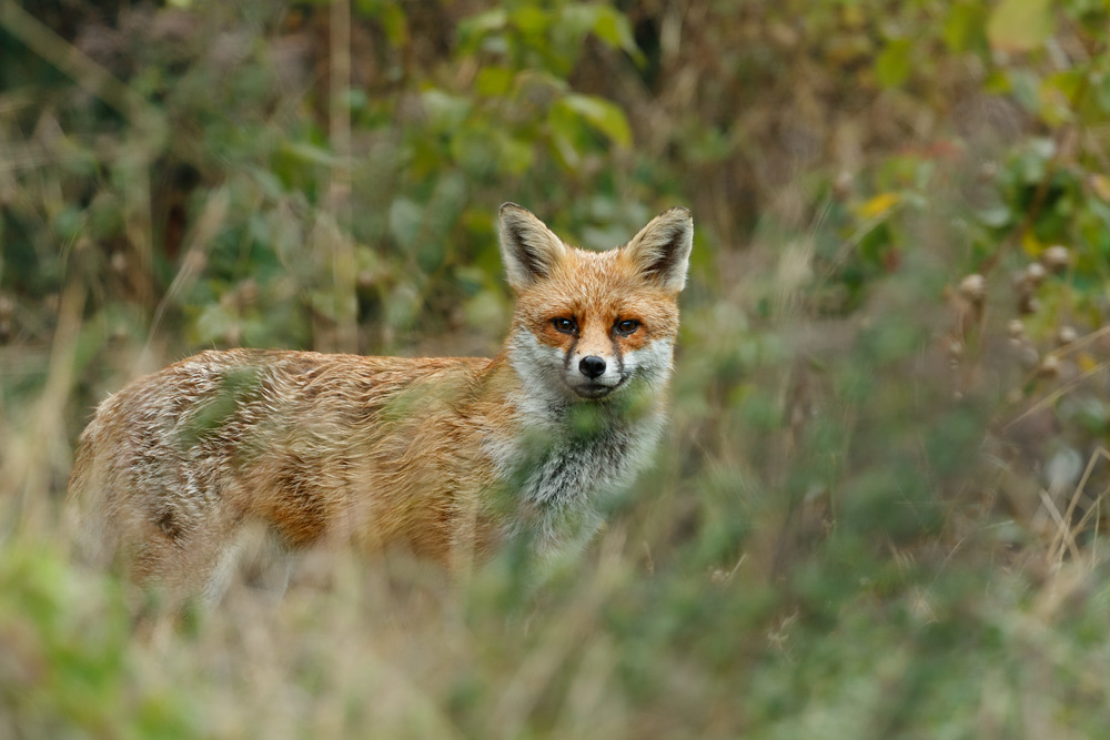 0709220609227501.jpg - Dog fox