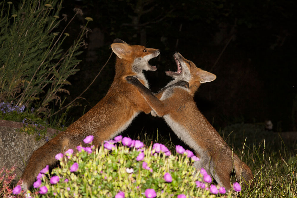 0710142706108336.jpg - Two fox cubs doing the 'fox trot'