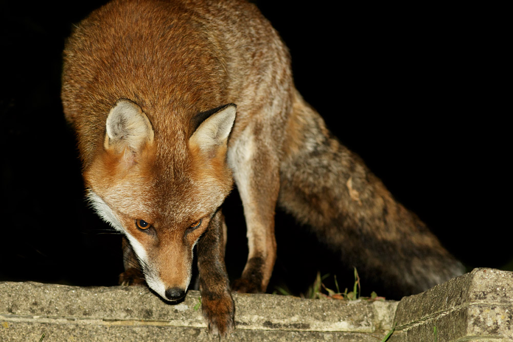 0710160710164684.jpg - Fox in garden