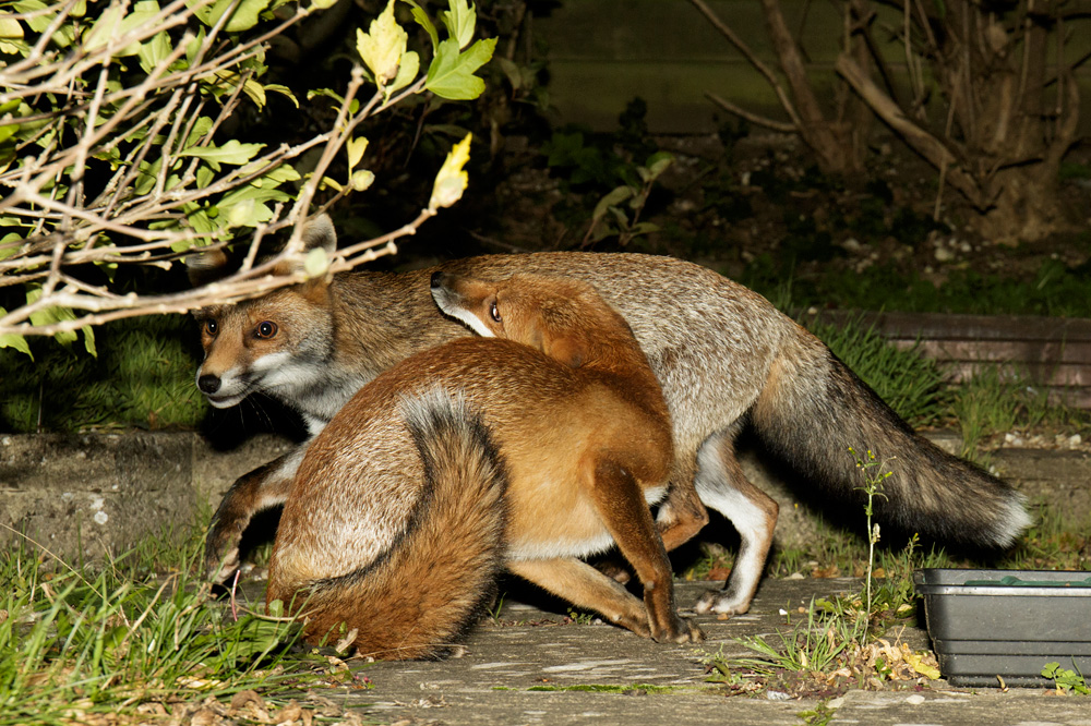 0710170710179348.jpg - Young foxes at night