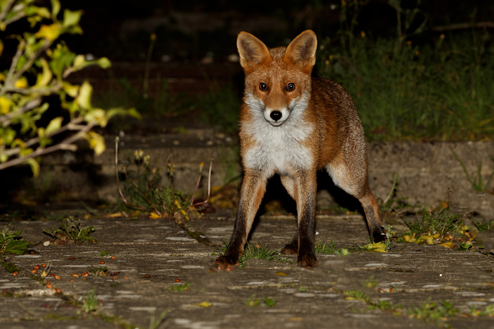 0710190710190383.jpg - Little vixen (stumpy)