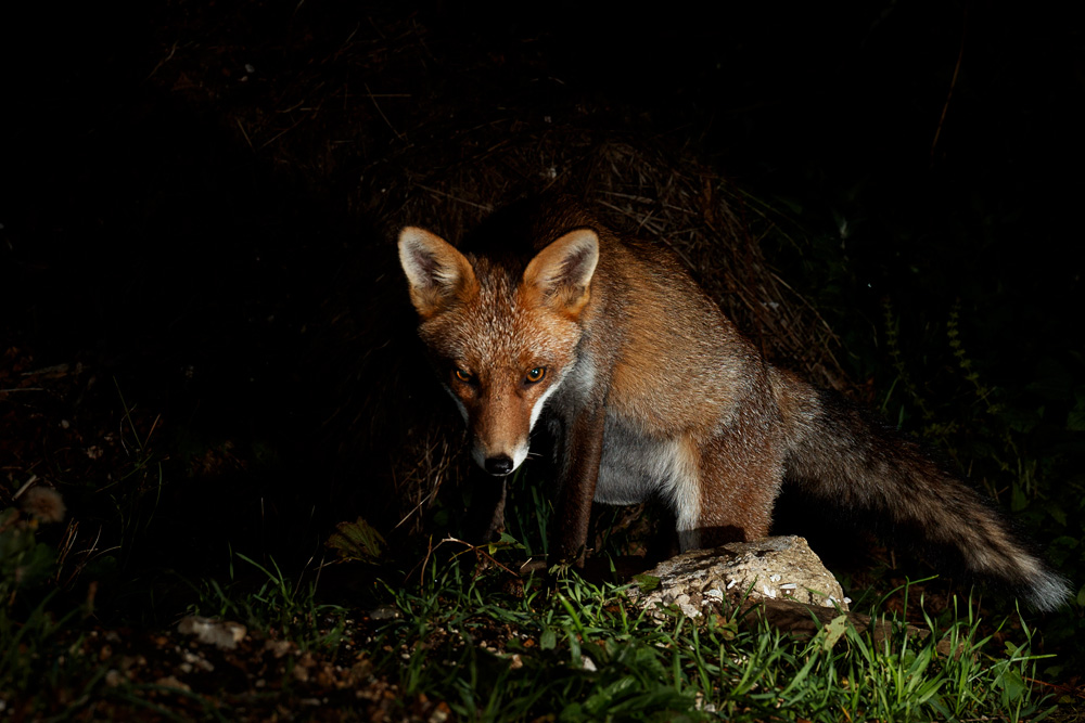 0710210710212425.jpg - Interloper fox