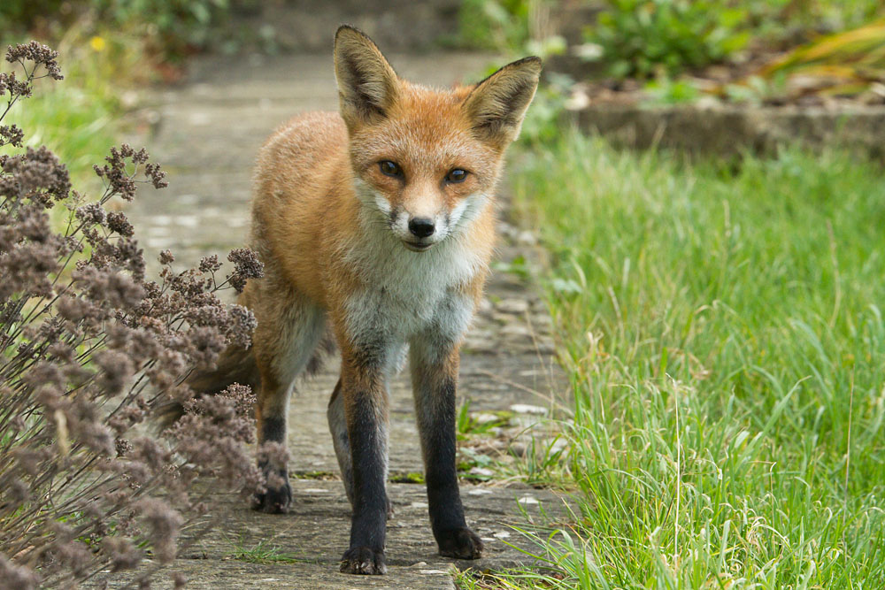 0711130311134852.jpg - Young fox