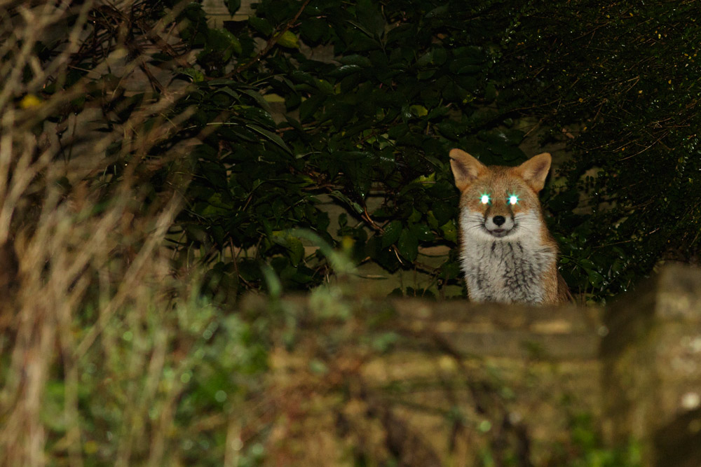 0711150411154150.jpg - Fox in garden
