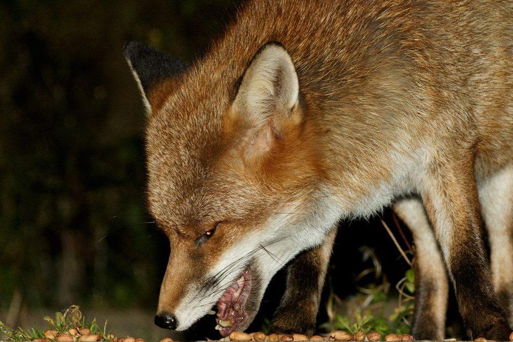 0711160311167419.jpg - Fox in garden