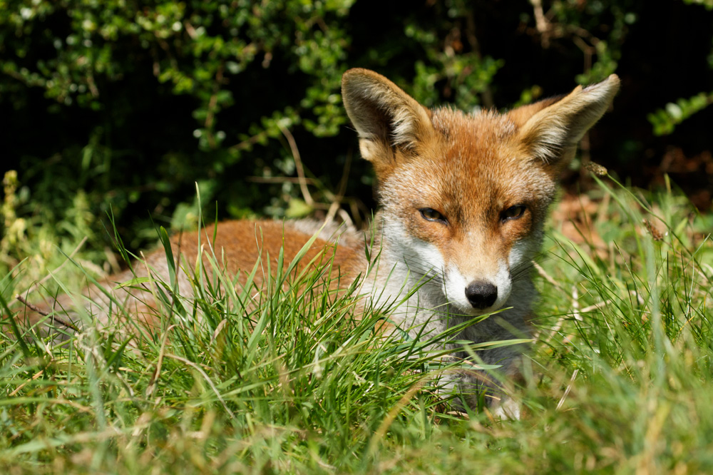 0711172708172975.jpg - Little Dog Fox