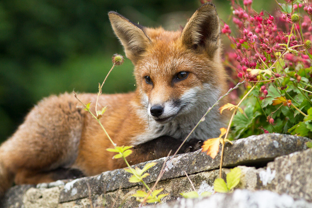 0712151607131548.jpg - Fox cub on low wall