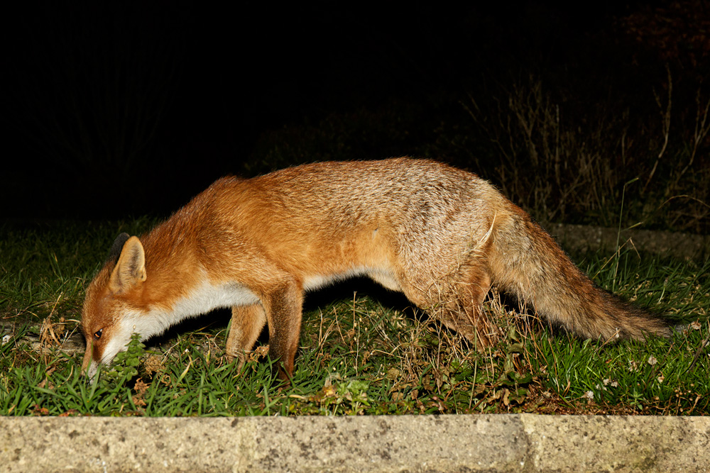 0712170612171105.jpg - Portrait of Pretty Vixen