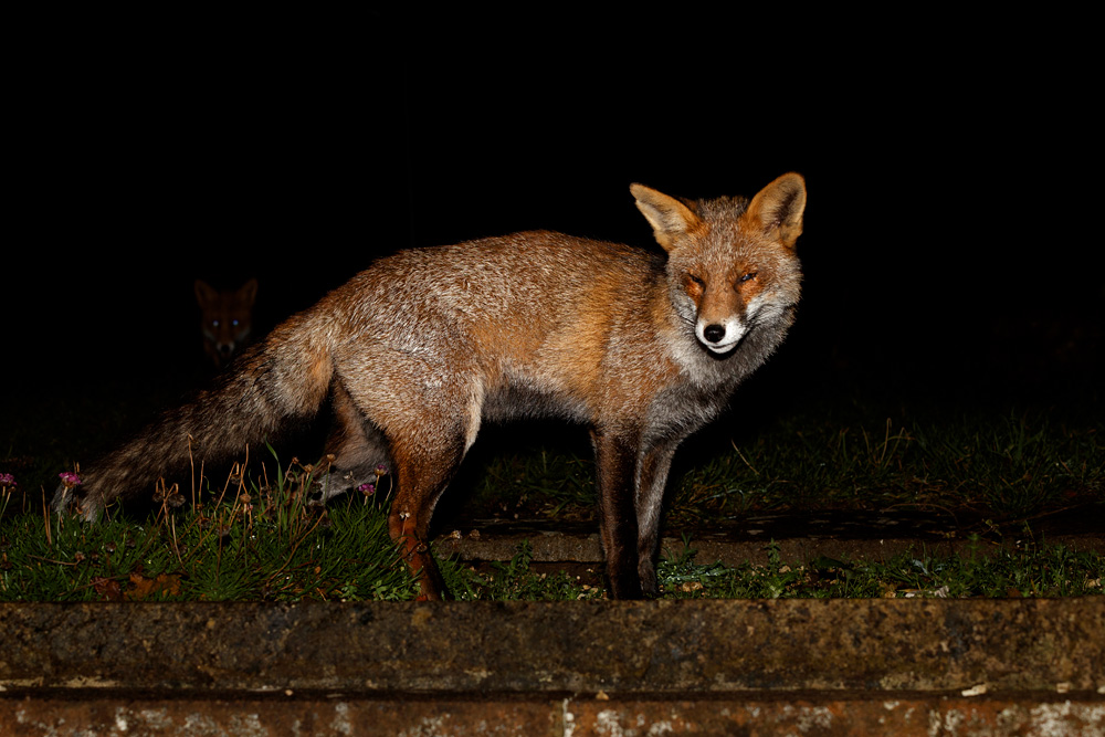 0712190612192808.jpg - Wolfy at night with second fox in rear