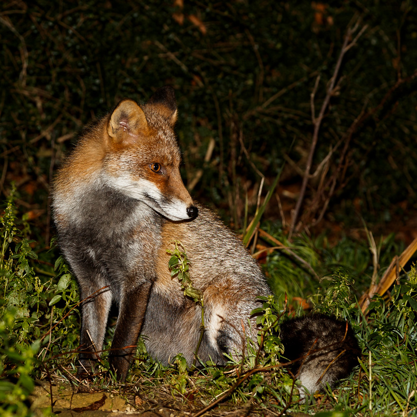 0801190701196417.jpg - Wolfy in the garden at night