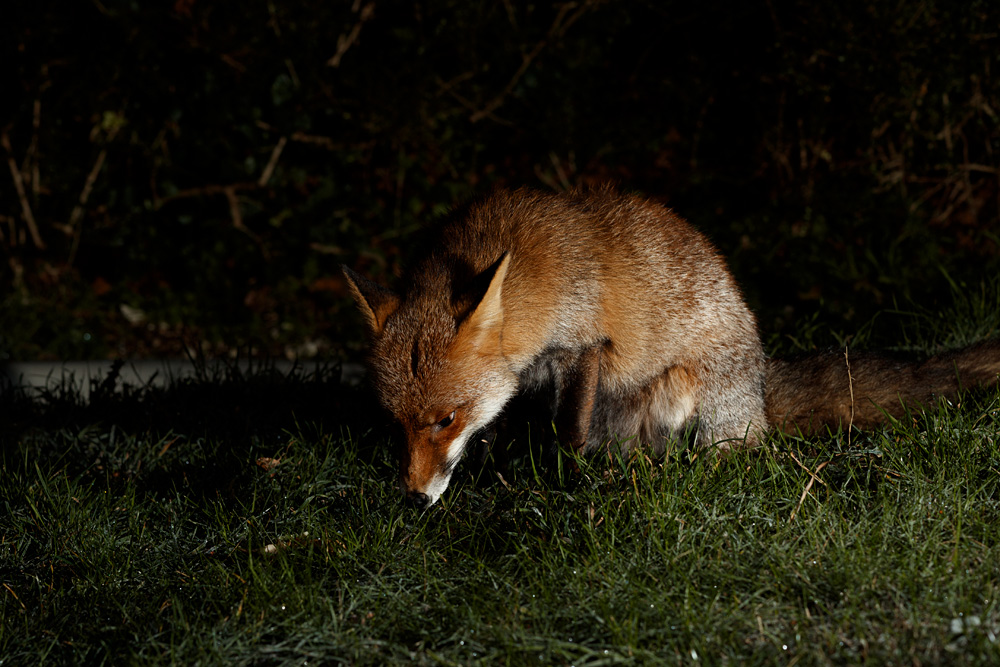 0801210701212646.jpg - Wolfy around the garden