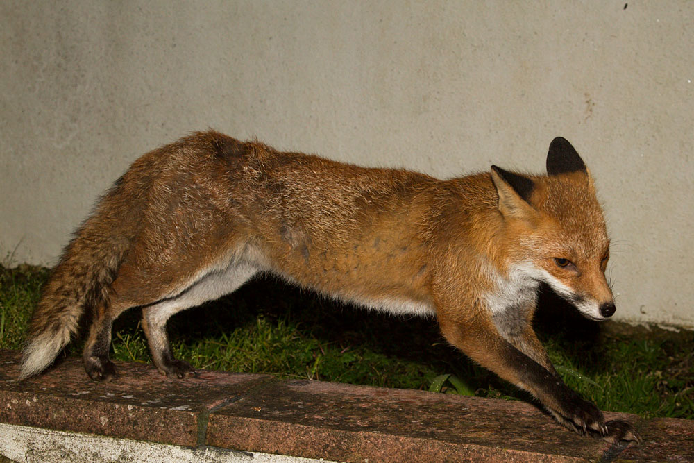 0802140702140335.jpg - Fox stretching