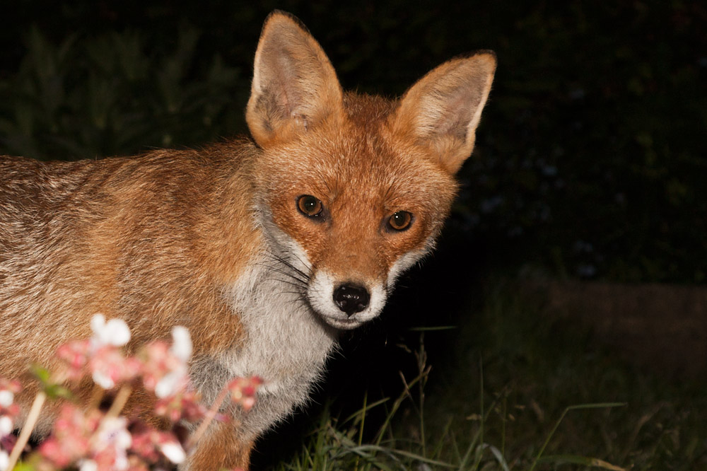0802162305093826.jpg - Vixen in the garden