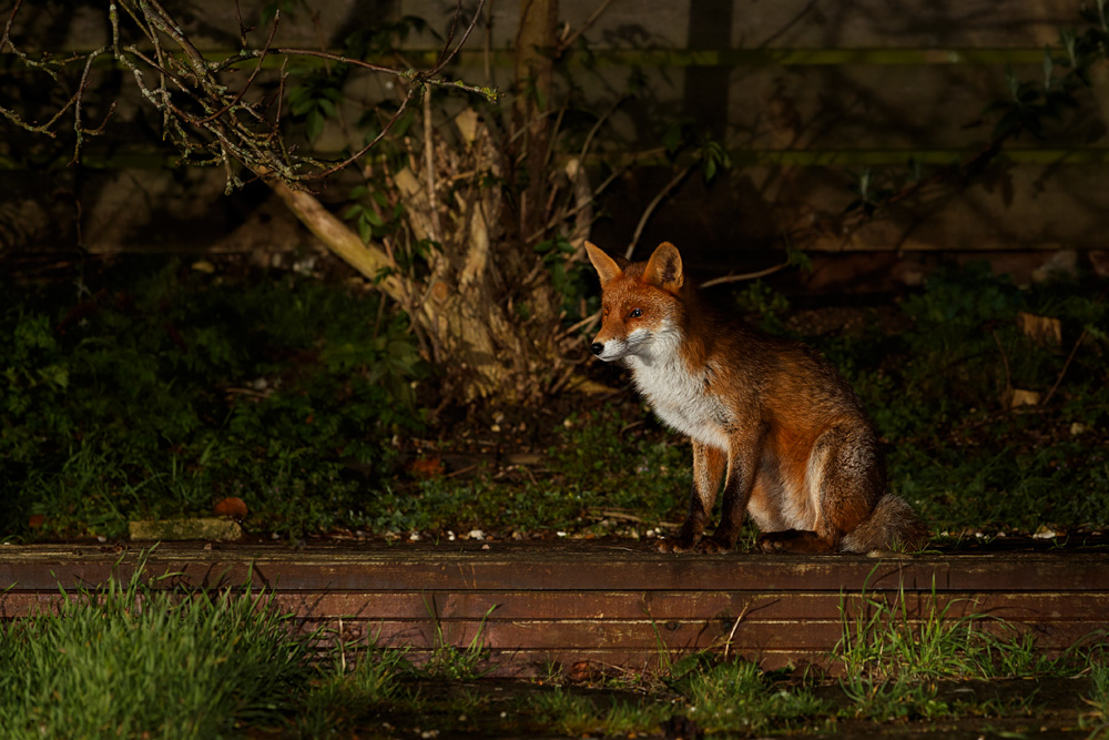 0802200802206652.jpg - Young fox (Stumpy)