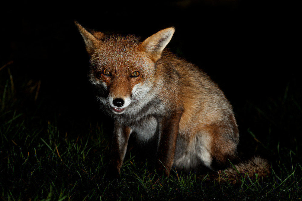 0802220802228926.jpg - Lopa the vixen