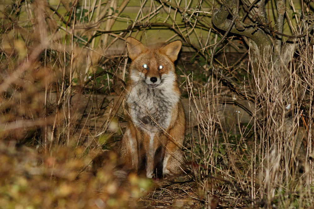 0803160603166716.jpg - Fox with nicked-ear in the garden