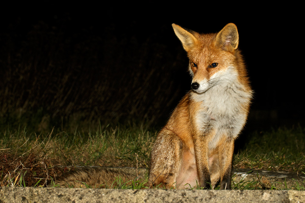 0803180803189192.jpg - Pretty Vixen