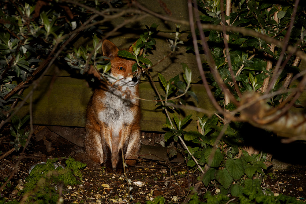 0803200703209468.jpg - Young Fox (Stumpy)