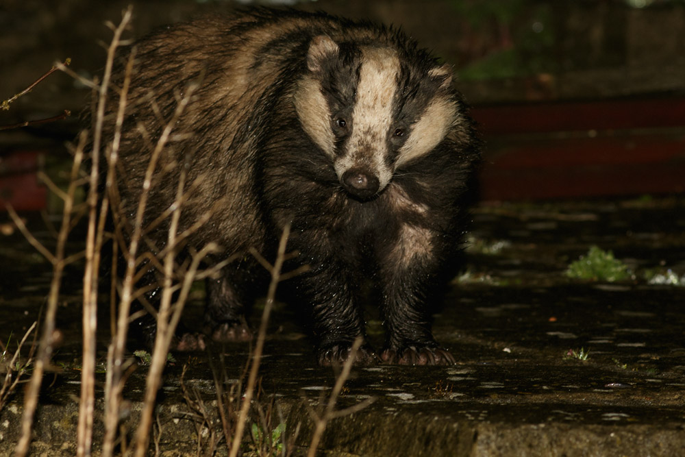 0804150404158248.jpg - Badger in garden