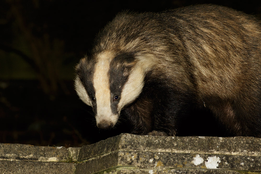 0804163103160670.jpg - Badger in the garden