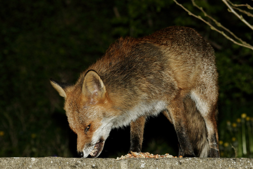 0804170804176206.jpg - Male fox gathering food from garden for nearby cubs