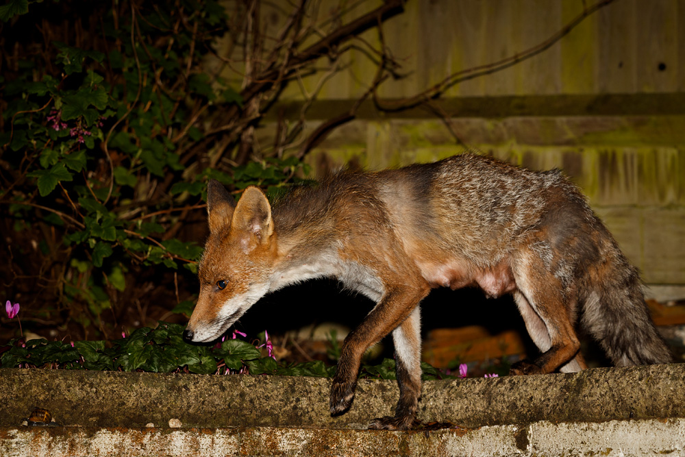 0804190804191067.jpg - Wolfy (vixen) at night