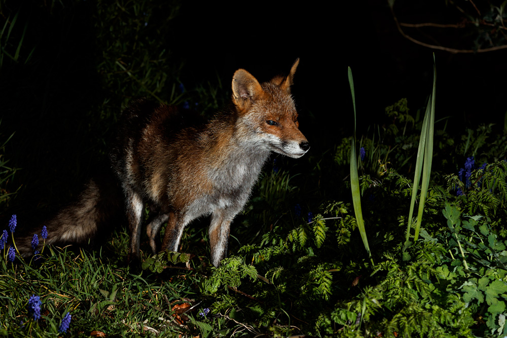 0804210804216540.jpg - Wolfy the vixen in the garden
