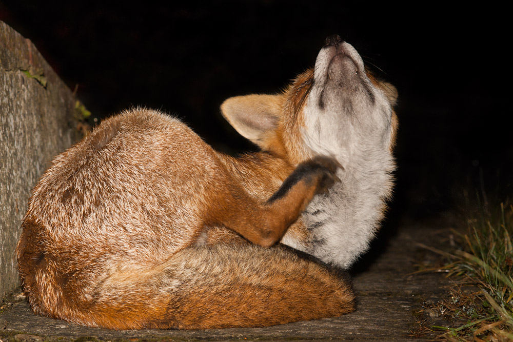 0805160510095047.jpg - Fox scratching