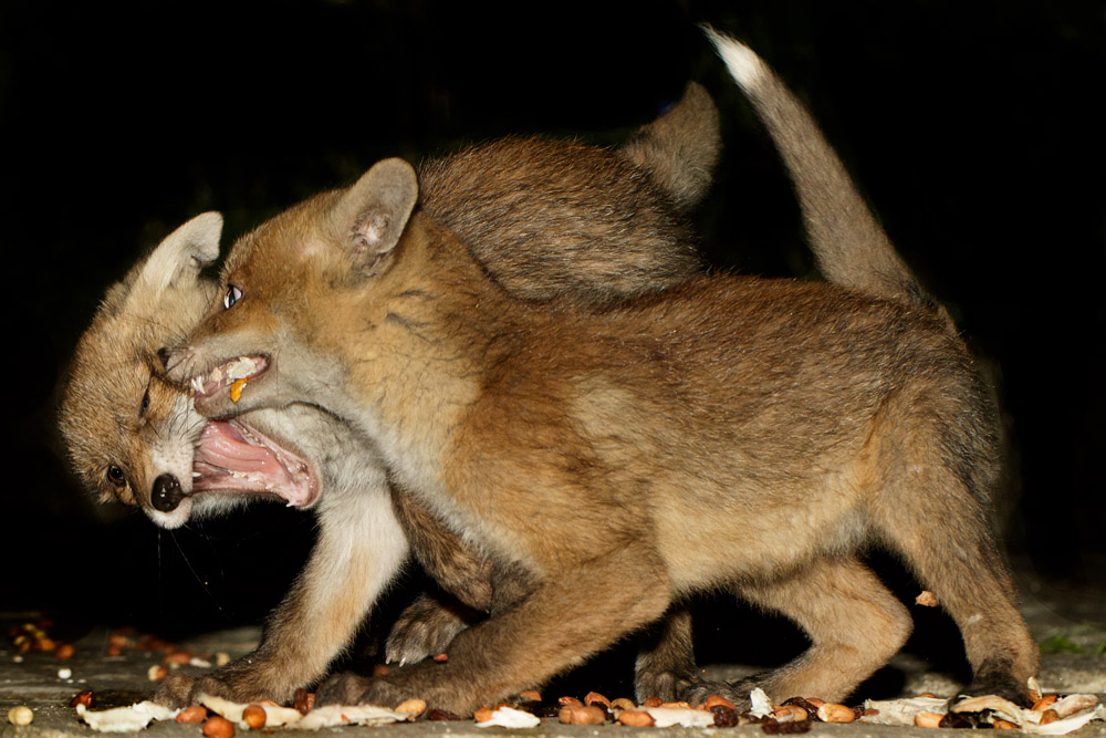 0805170805171012.jpg - Fox cubs scrapping