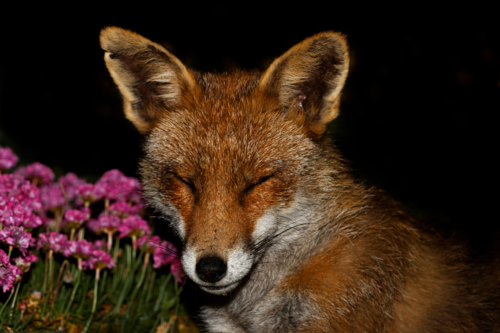 0805200805208747.jpg - Wolfy the vixen