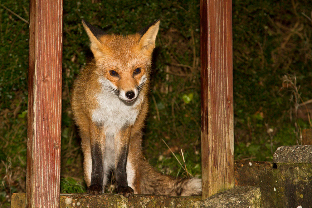 0806140702140344.jpg - Fox on steps (Pretty)