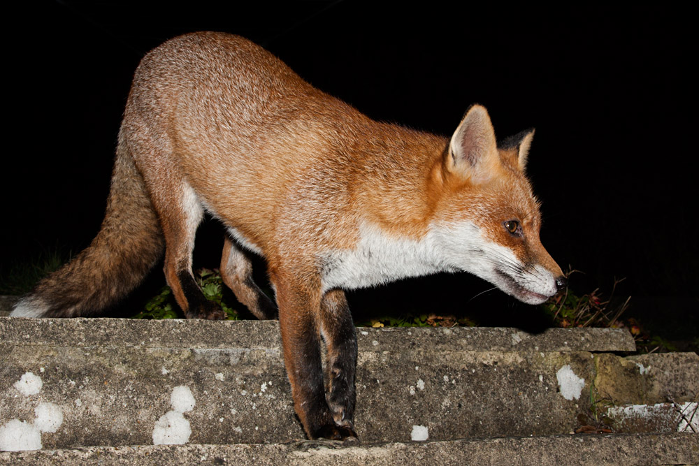 0806163010099397.jpg - Fox on garden steps
