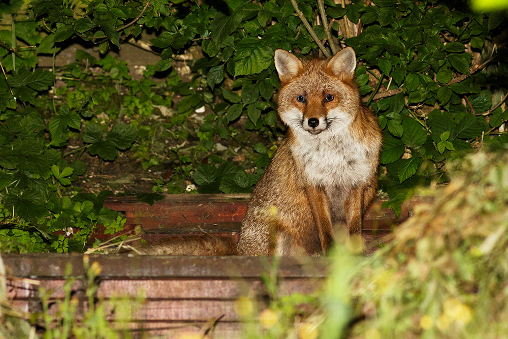 0807160707162589.jpg - Fox at rear of garden