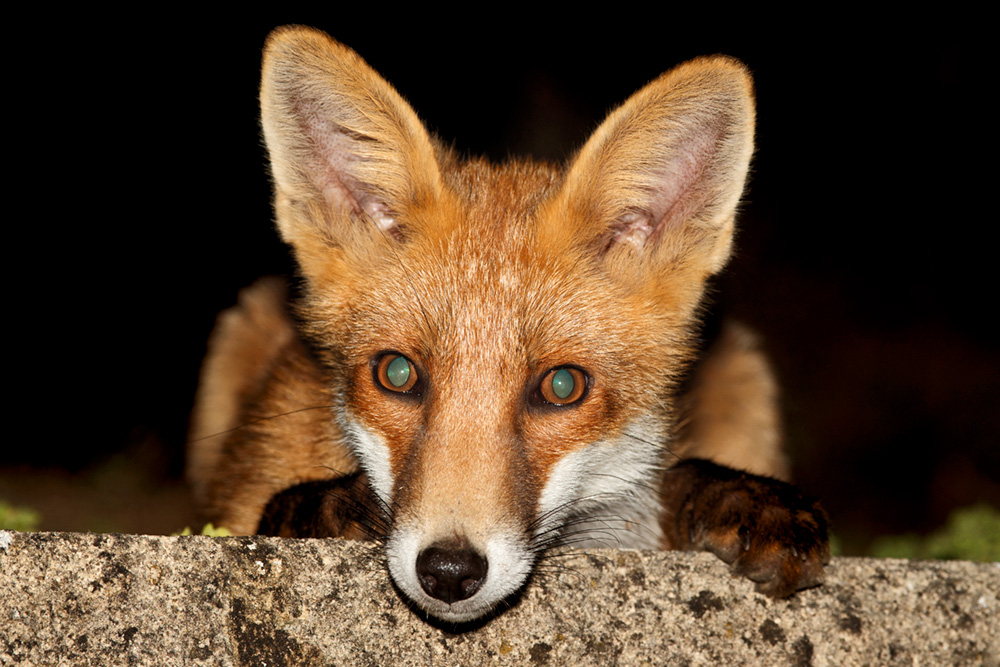 0807180807183794.jpg - Young fox portrait