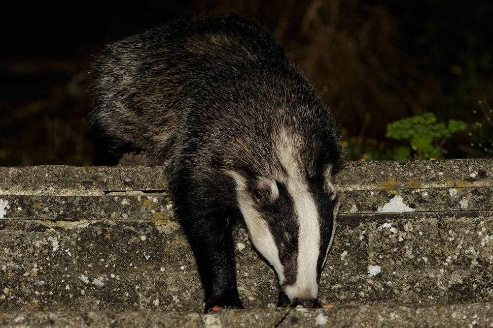 0808153007150698.jpg - Badger in garden