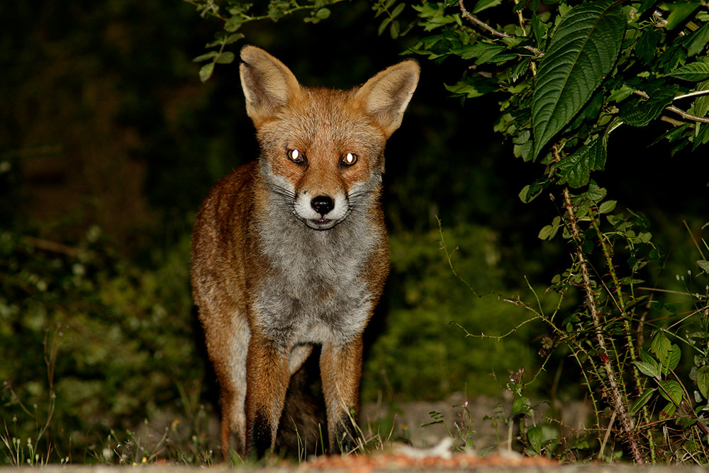 0808160708167906.jpg - Fox standing in garden