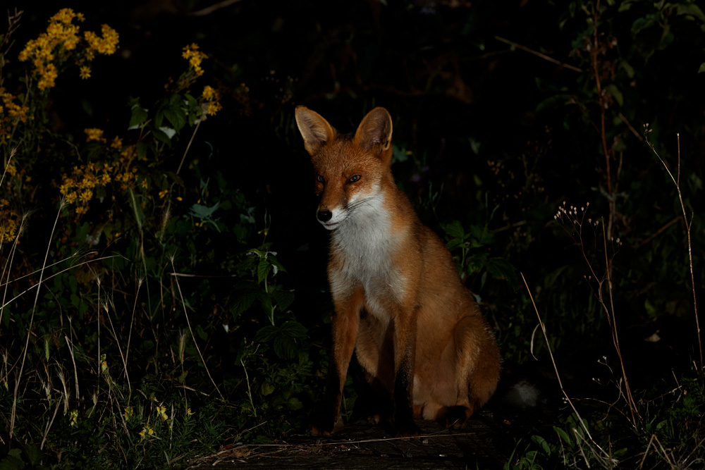 0808200708201748.jpg - Portrait of Longtail