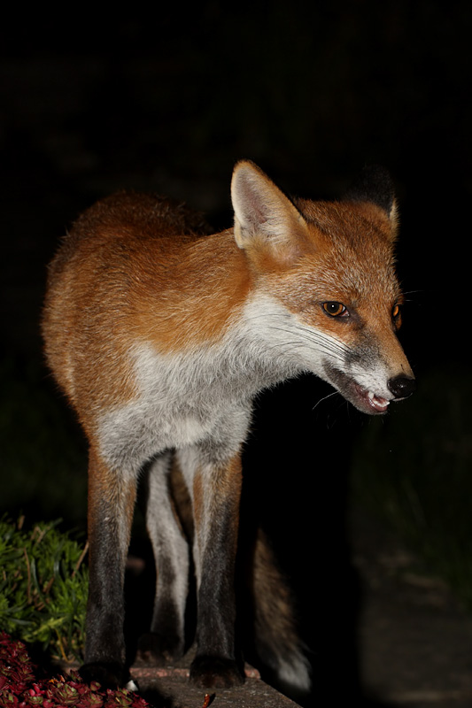 fox
